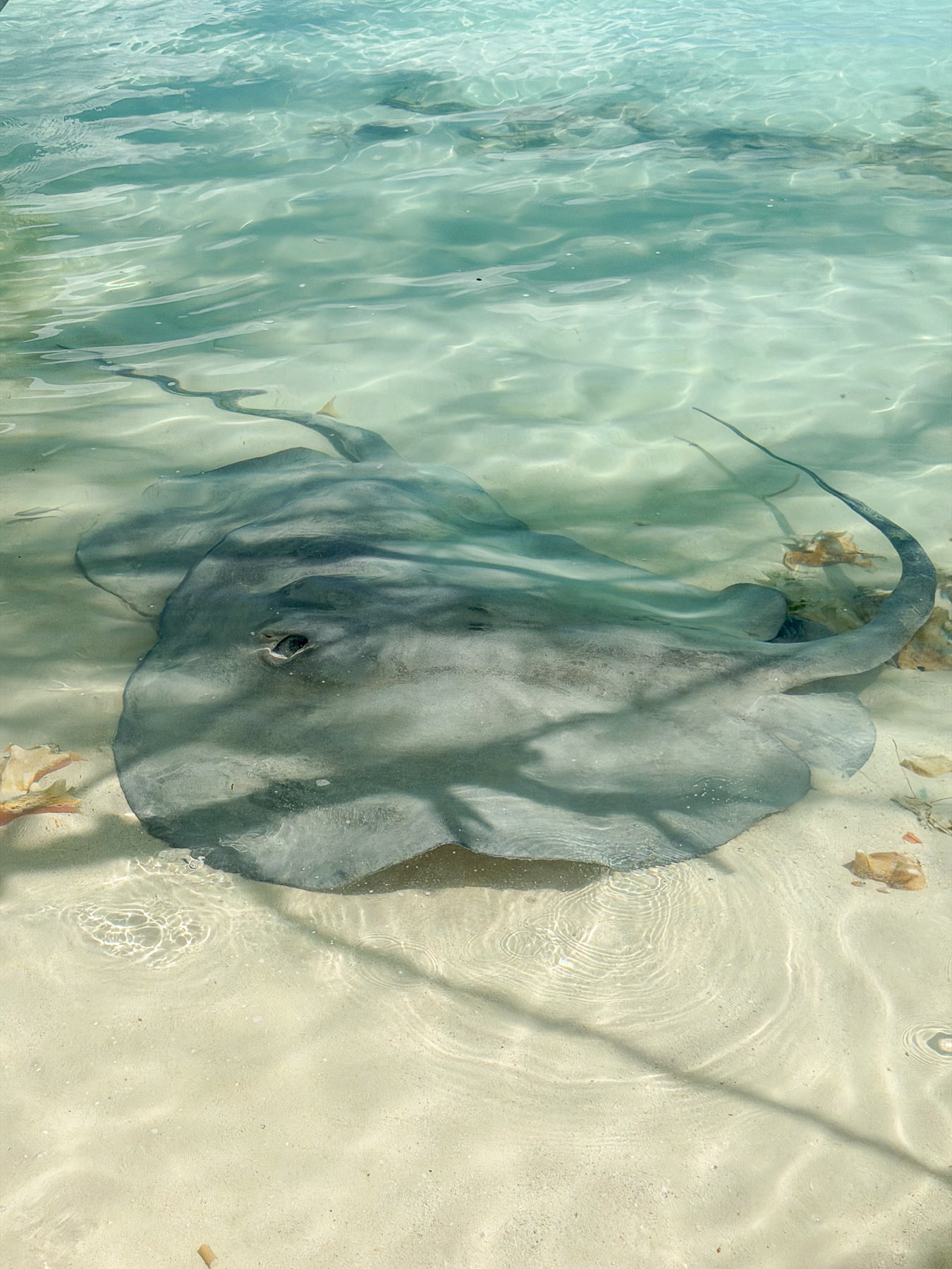 Exuma photo titled Exuma 84